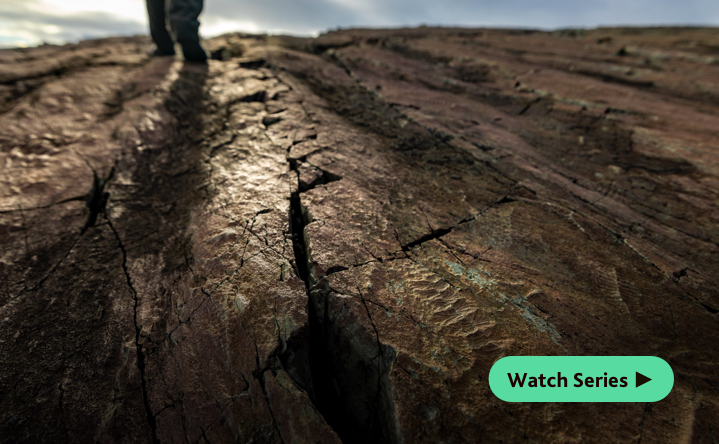 Fossils in cracked rock.